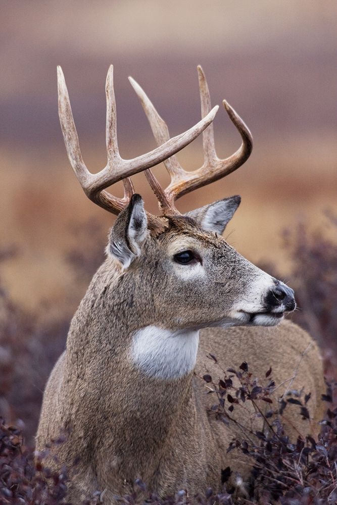 White-tailed Deer Buck